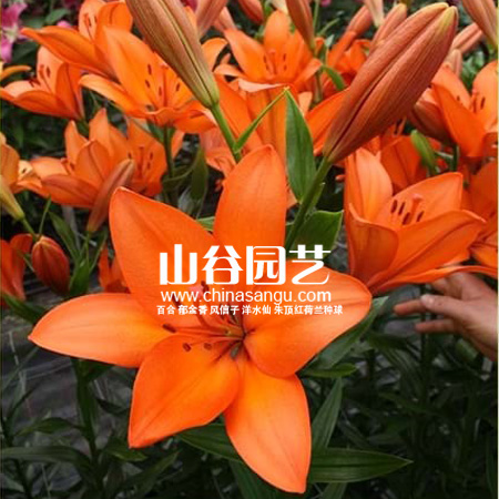 创世大发-百合