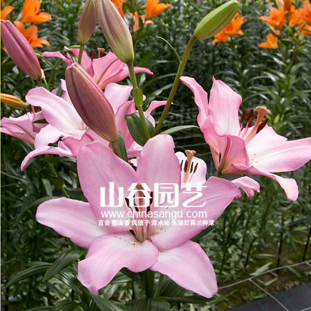 创世大发-百合