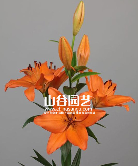创世大发-百合