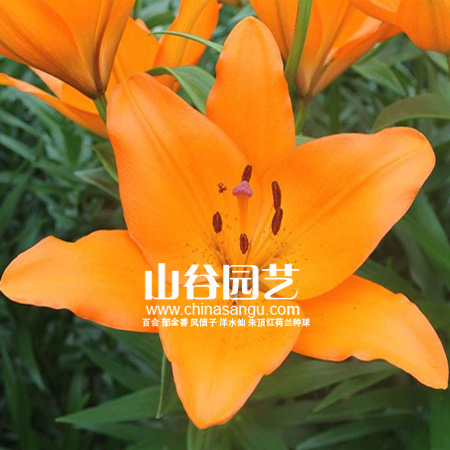 创世大发-百合