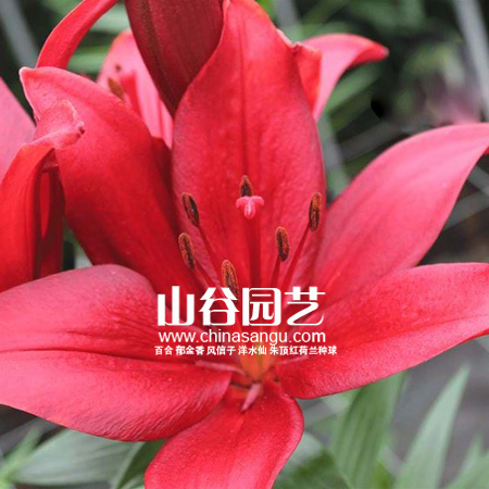 创世大发-百合
