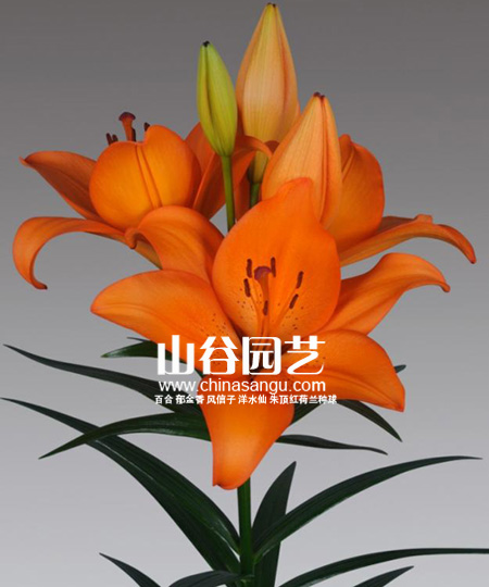创世大发-百合