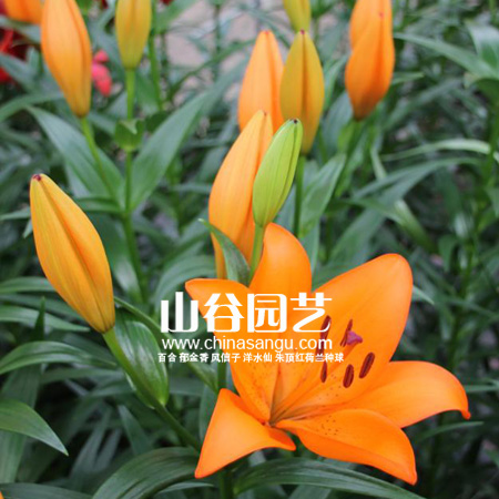 创世大发-百合