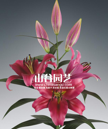 创世大发-百合
