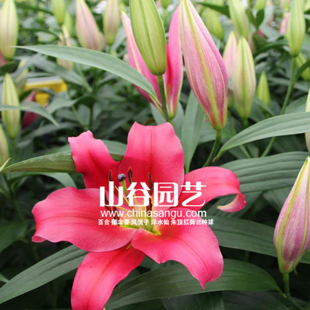 创世大发-百合
