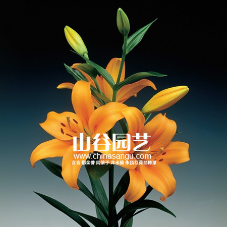 创世大发-百合
