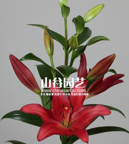 创世大发-百合