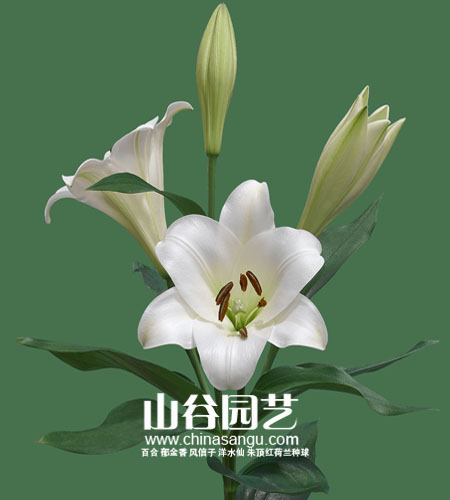 创世大发-百合