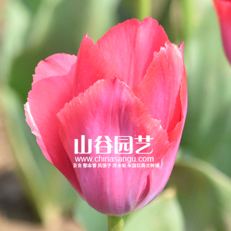 创世大发-郁金香