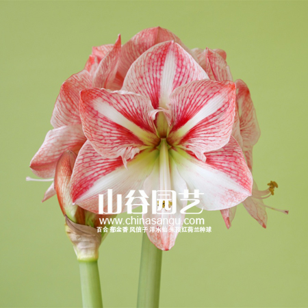 创世大发-朱顶红