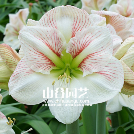 创世大发-朱顶红