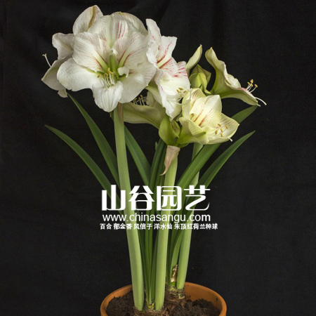 创世大发-朱顶红