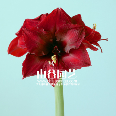 创世大发-朱顶红