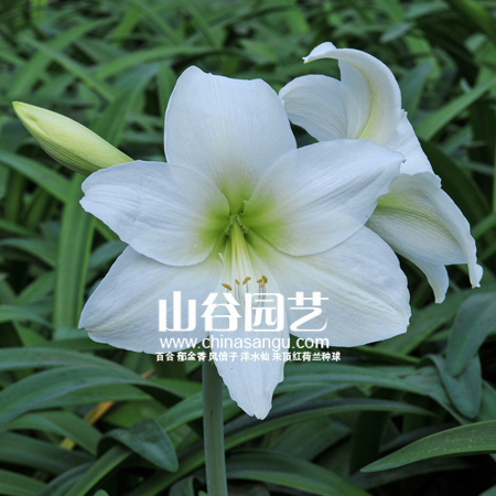 创世大发-朱顶红