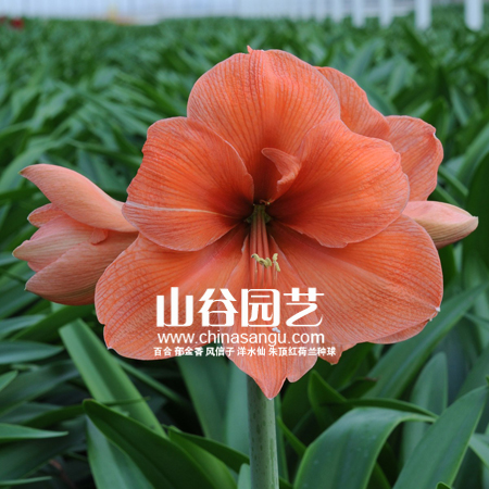 创世大发-朱顶红