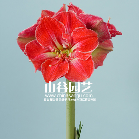 创世大发-朱顶红