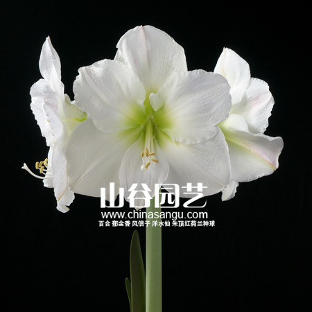 创世大发-朱顶红