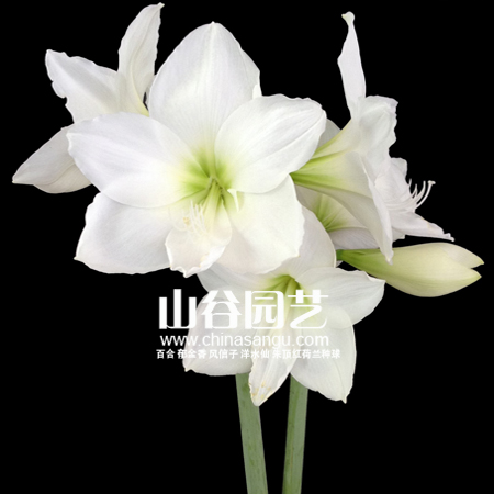 创世大发-朱顶红