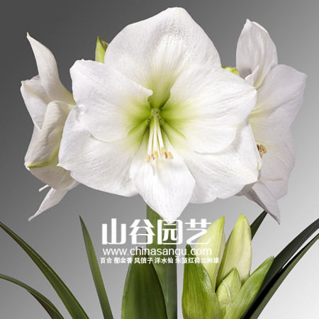 创世大发-朱顶红