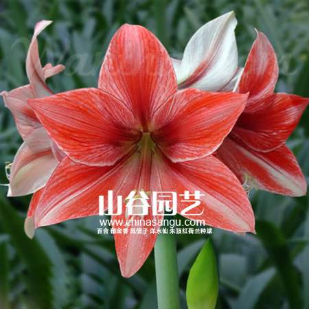 创世大发-朱顶红