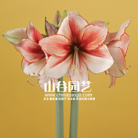 创世大发-朱顶红