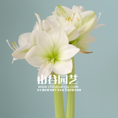 创世大发-朱顶红