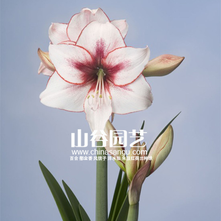 创世大发-朱顶红