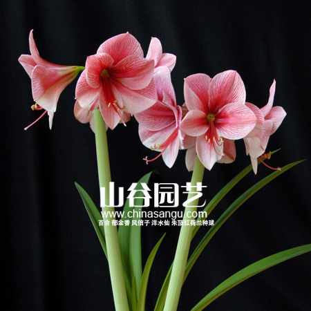 创世大发-朱顶红