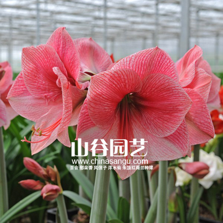 创世大发-朱顶红