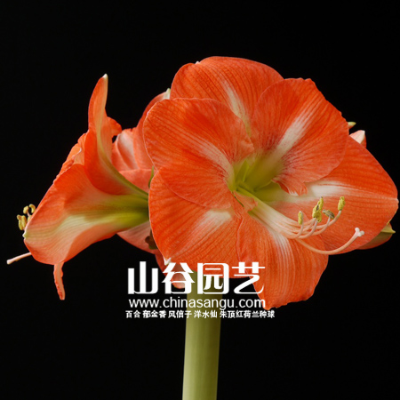 创世大发-朱顶红