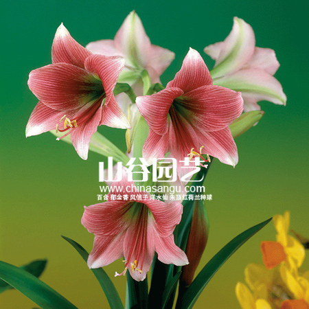 创世大发-朱顶红