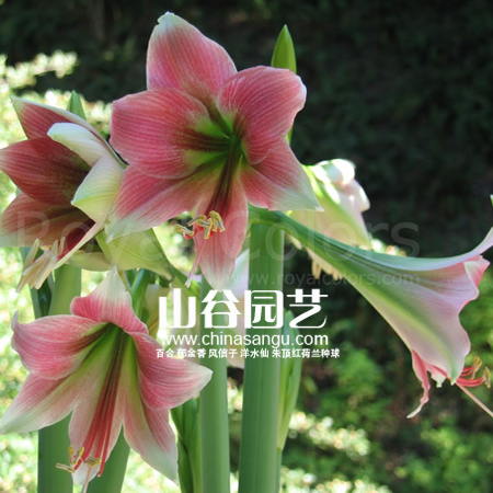 创世大发-朱顶红