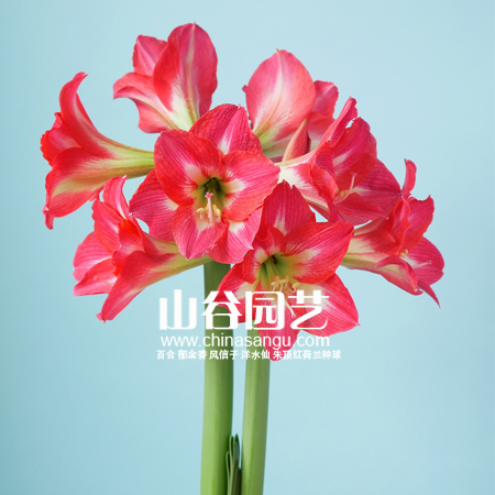 创世大发-朱顶红