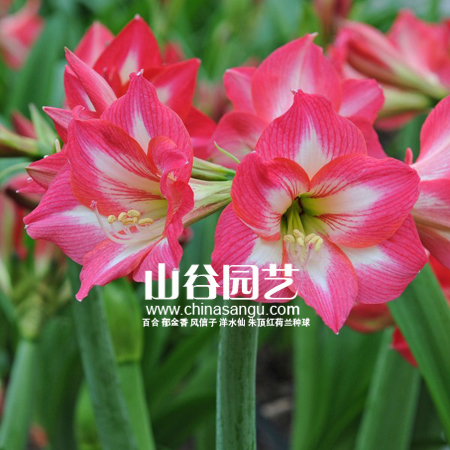 创世大发-朱顶红