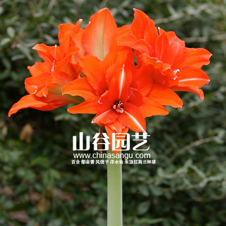 创世大发-朱顶红