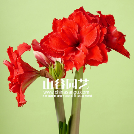 创世大发-朱顶红