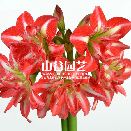 创世大发-朱顶红