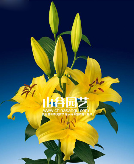 创世大发-百合