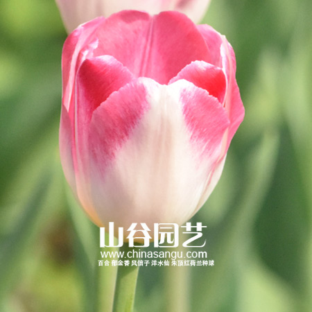 创世大发-郁金香
