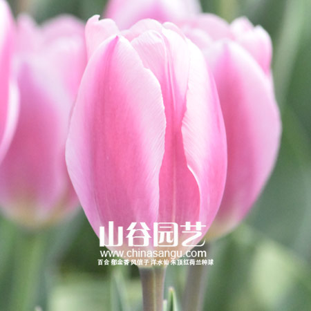 创世大发-郁金香