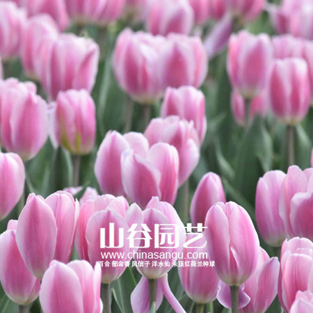 创世大发-郁金香