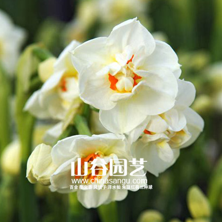 创世大发-洋水仙