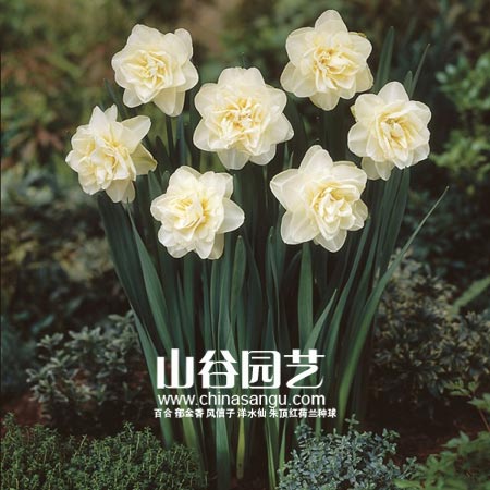 创世大发-洋水仙