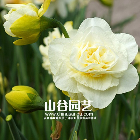 创世大发-洋水仙