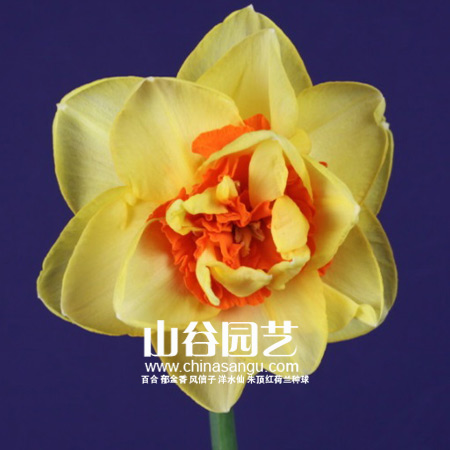 创世大发-洋水仙