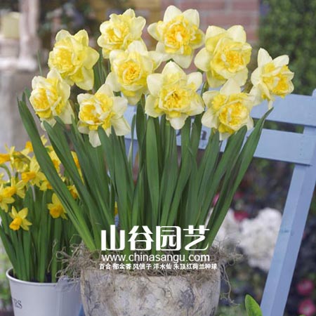 创世大发-洋水仙