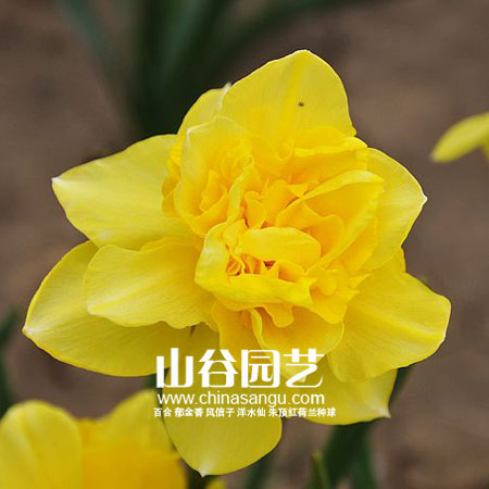 创世大发-洋水仙