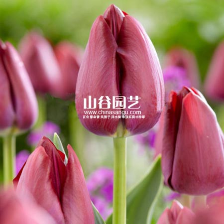 创世大发-郁金香