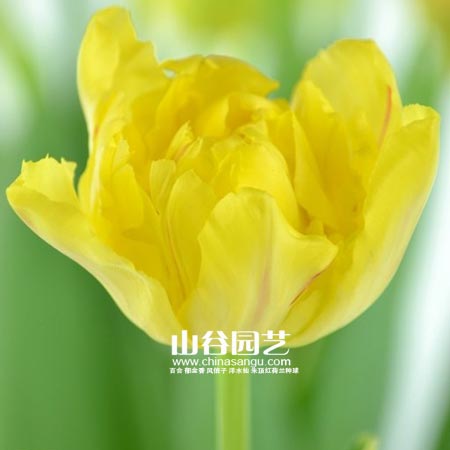 创世大发-郁金香