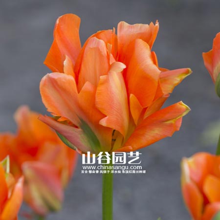 创世大发-郁金香
